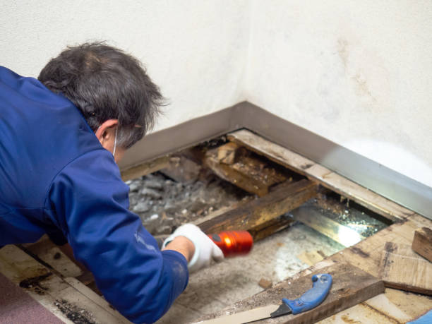 Best Basement Mold Remediation in Hahnville, LA