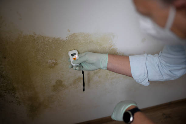 Best Crawl Space Mold Remediation in Hahnville, LA