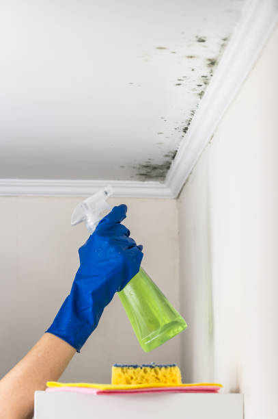 Best Mold Remediation for Specific Building Types in Hahnville, LA